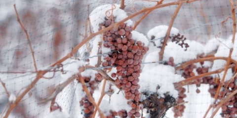 Kako pravilno pokriti i izolirati grožđe za zimu
